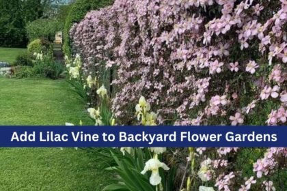 Add Lilac Vine to Backyard Flower Gardens