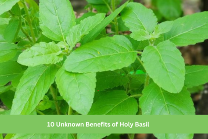 10 Unknown Benefits of Holy Basil