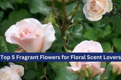 Top 5 Fragrant Flowers for Floral Scent Lovers